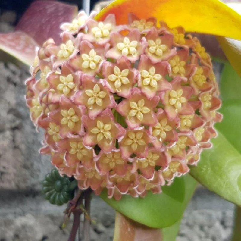 Hoya sp. PNG SV 422