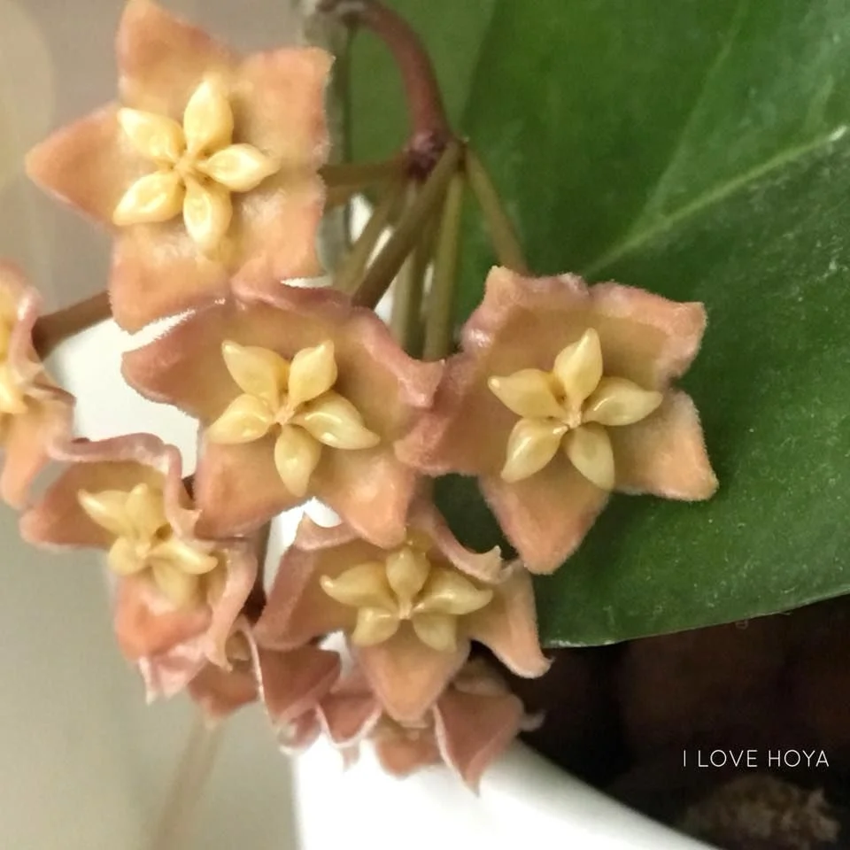 Hoya sp. PNG SV 422