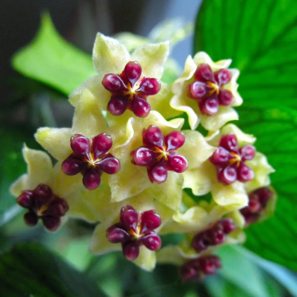 Hoya polyneura (Fishtail Hoya) D6