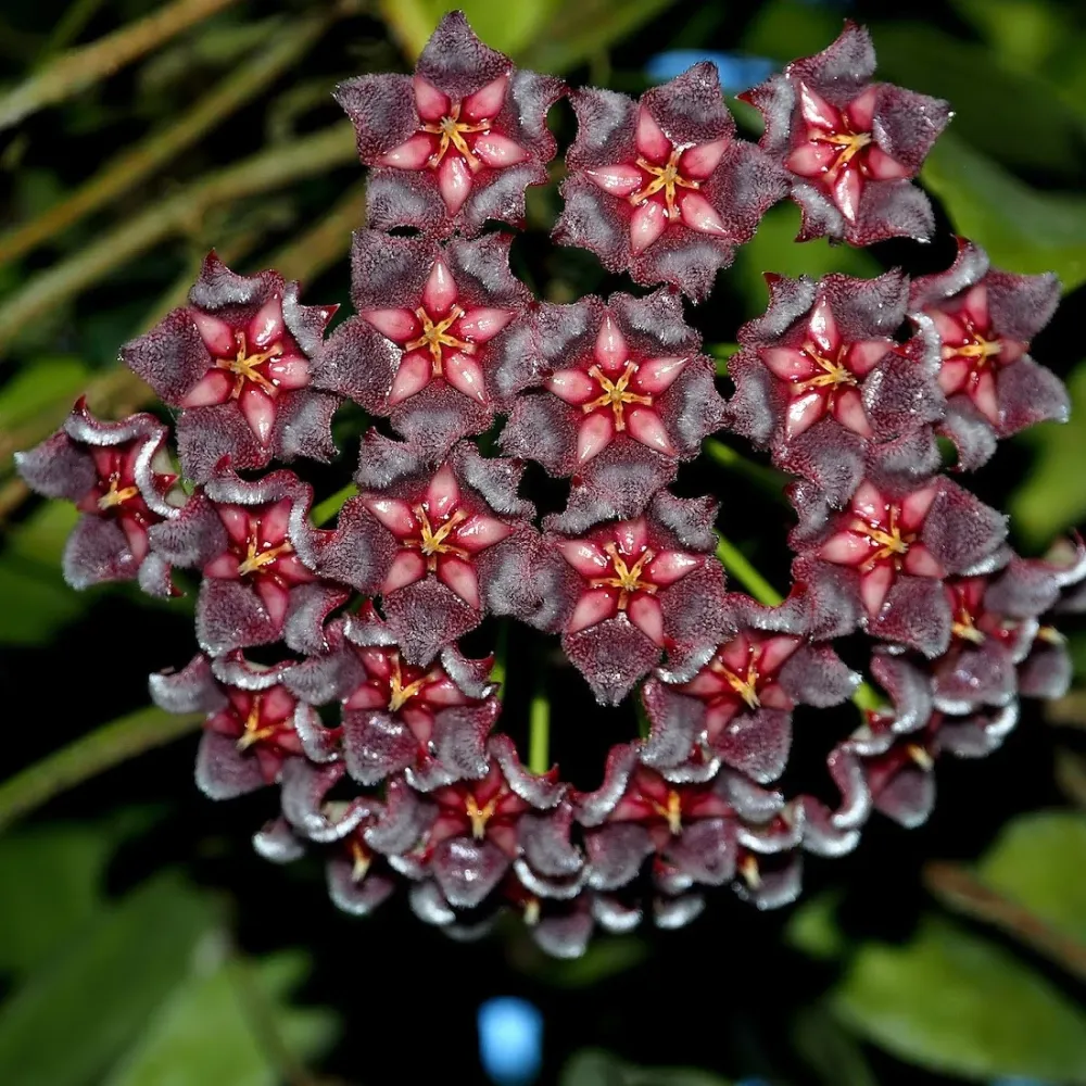 Hoya pubicalyx 'Black Dragon' (Hoya pubicorolla ssp. Anthracina)