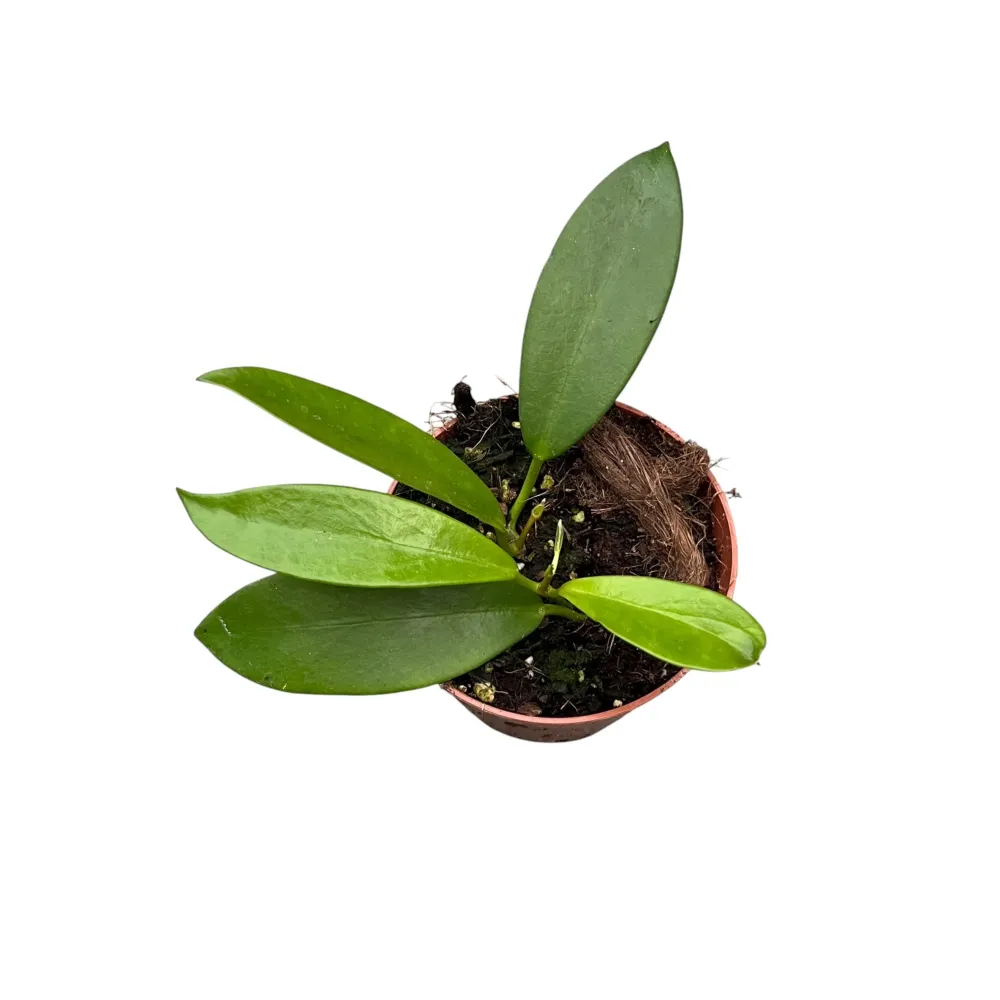 Hoya pubicalyx 'Black Dragon' (Hoya pubicorolla ssp. Anthracina)