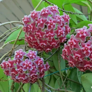 Hoya pubicalyx - exemplare XL