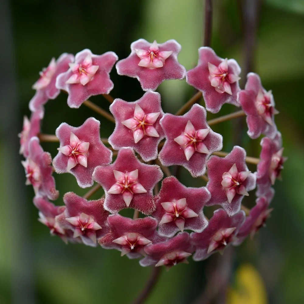 Hoya pubicalyx 'Jungle Garden' - parfumata