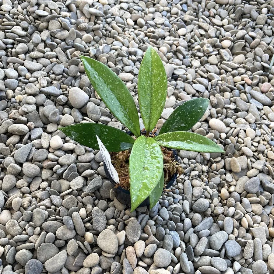 Hoya pubicalyx 'Jungle Garden' - parfumata