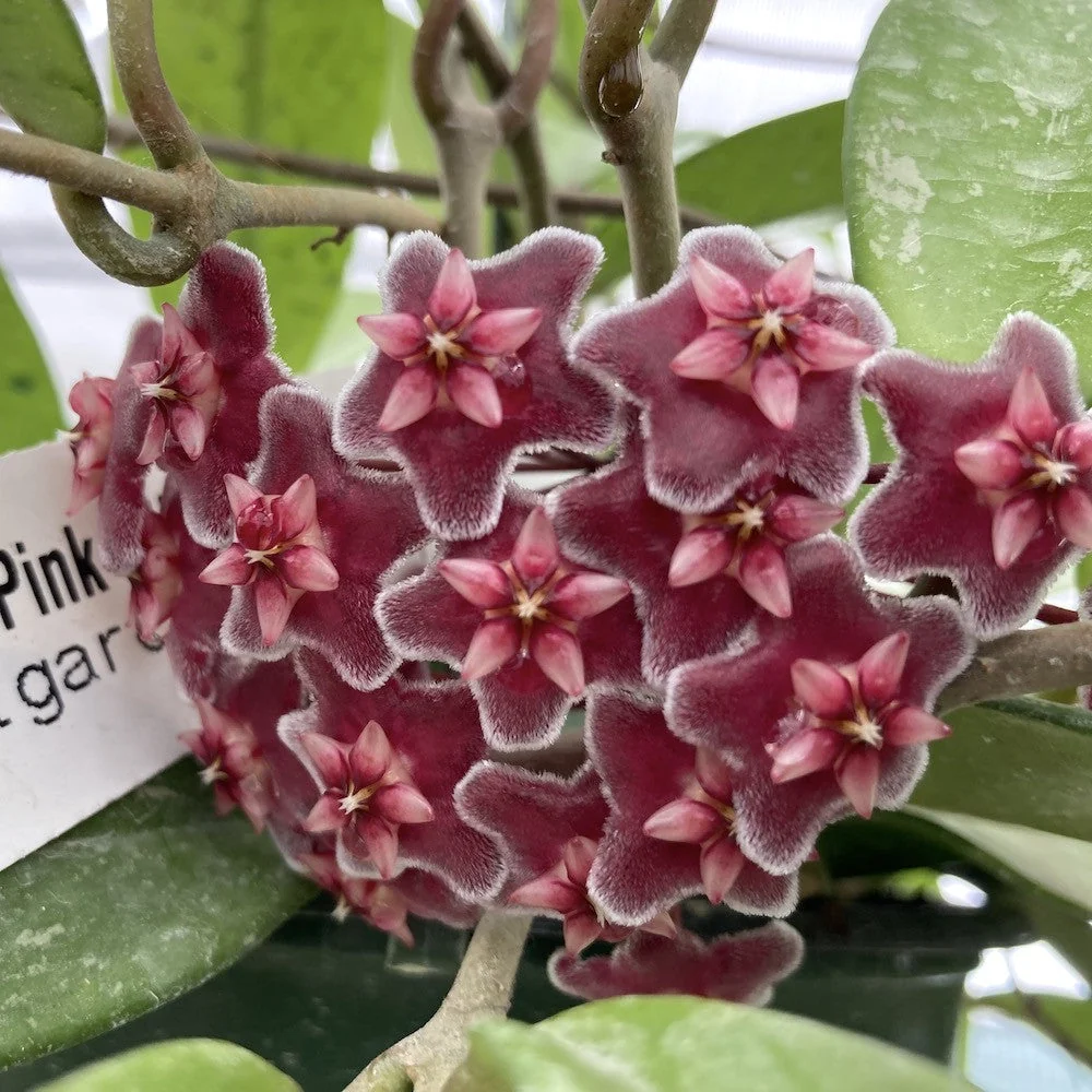 Hoya pubicalyx 'Pink Silver' - arcada
