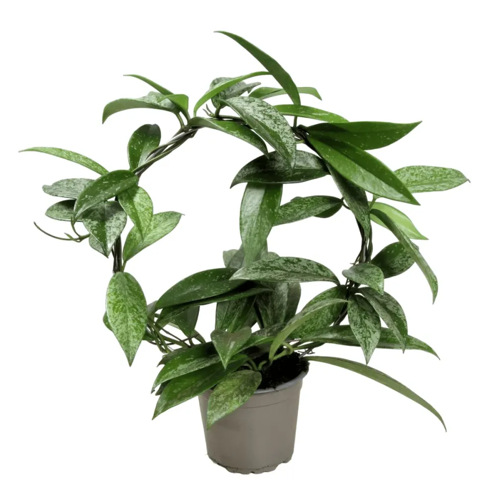 Hoya pubicalyx 'Reva' (super splash) - arcada, exemplare dezvoltate