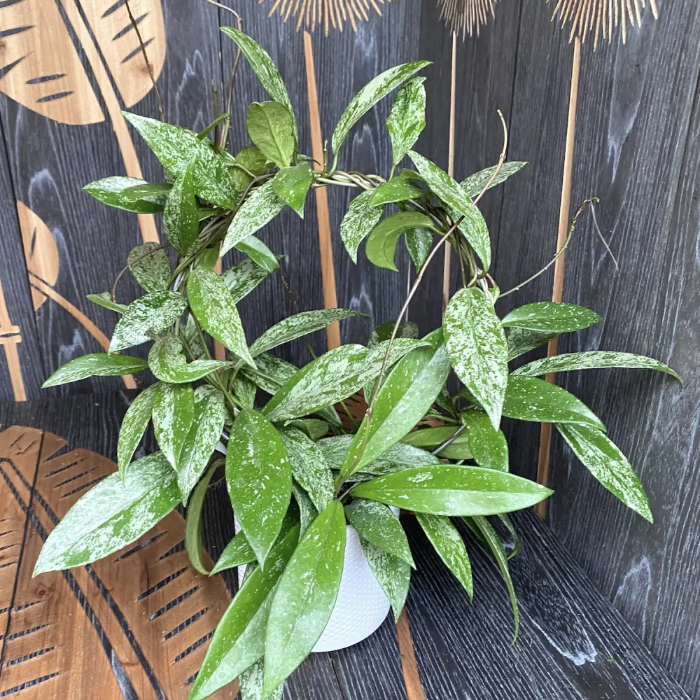 Hoya pubicalyx 'Reva' (super splash) - arcada, exemplare dezvoltate