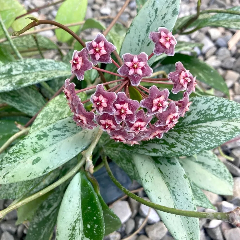 Hoya pubicalyx 'Reva' (super splash) - arcada, exemplare dezvoltate