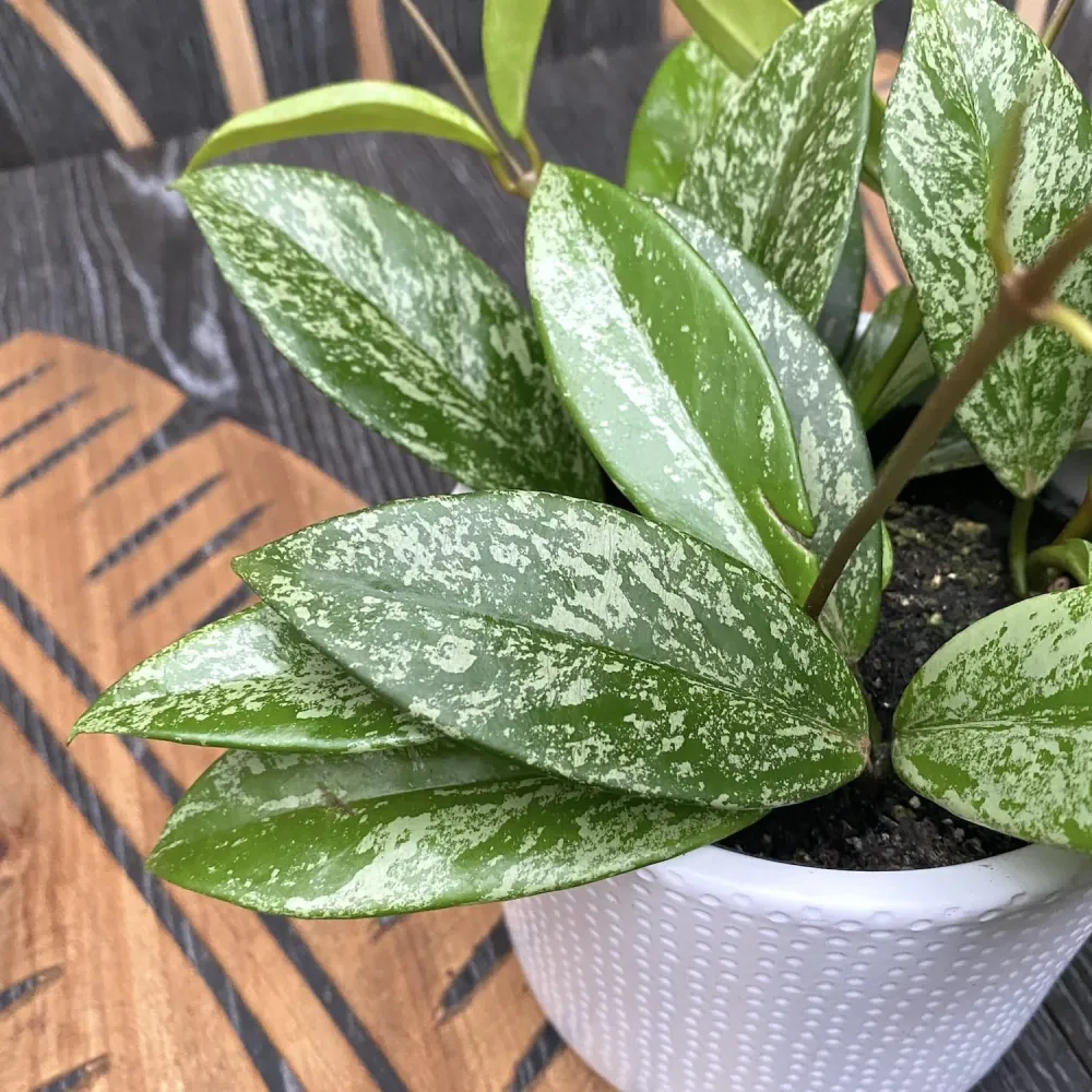 Hoya pubicalyx 'Reva' (super splash) - arcada, exemplare dezvoltate