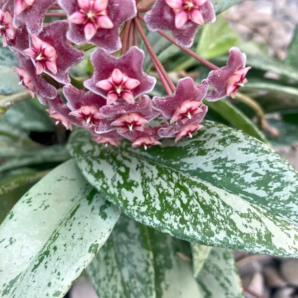 Hoya pubicalyx 'Reva' (super splash) D12 - full pots