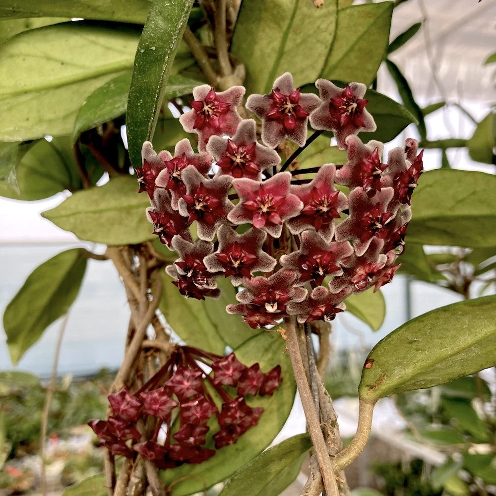 Hoya pubicalyx 'Royal Hawaiian Purple' - exemplare XXL!