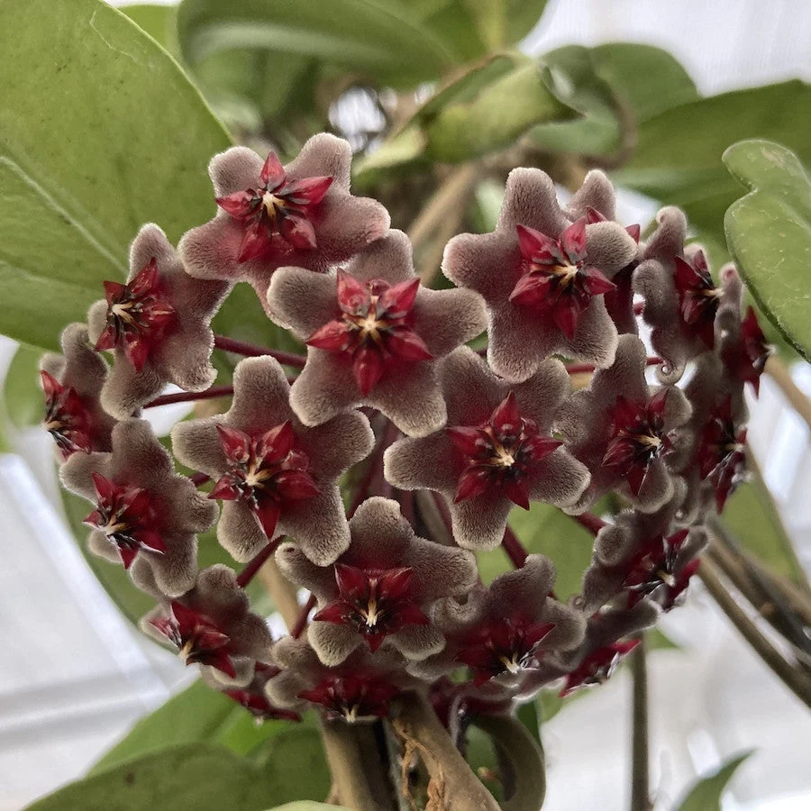 Hoya pubicalyx 'Royal Hawaiian Purple' - exemplare XXL!