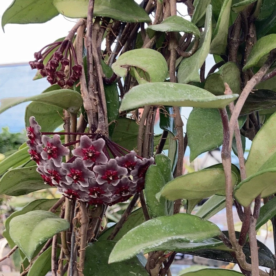 Hoya pubicalyx 'Royal Hawaiian Purple' - exemplare XXL!