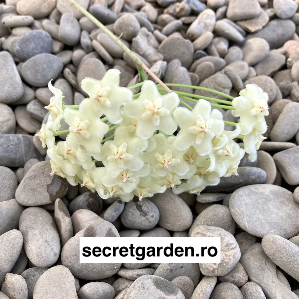 Hoya pubicalyx 'White Dragon' (syn. Hoya Celata) - exemplare dezvoltate
