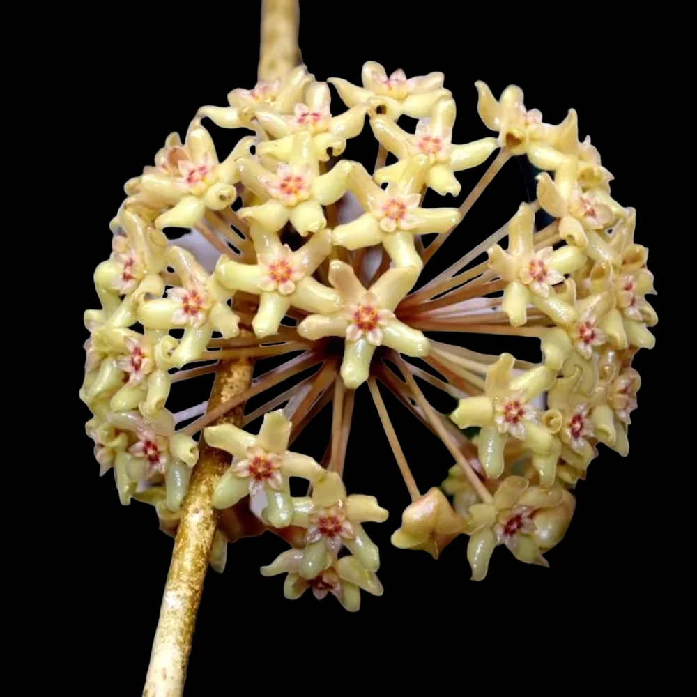 Hoya quinquenervia D12 - full pots!