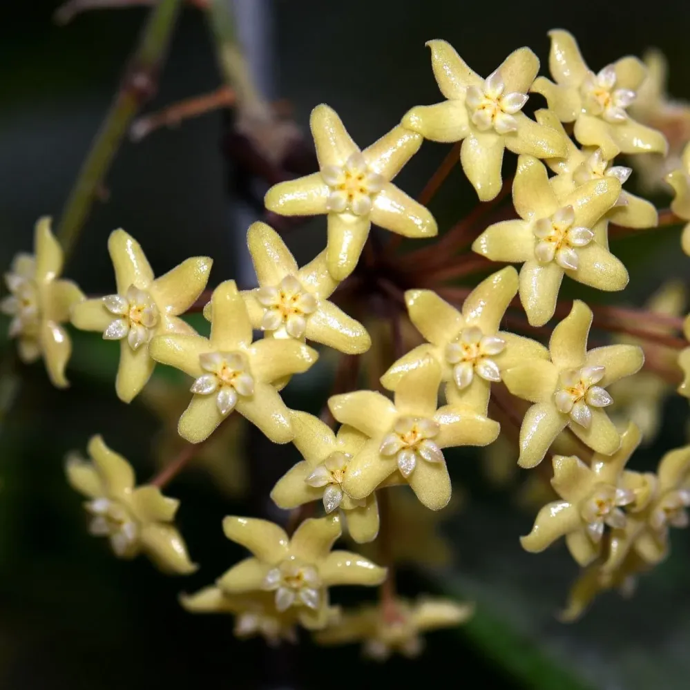 Hoya quinquenervia D12 - full pots!
