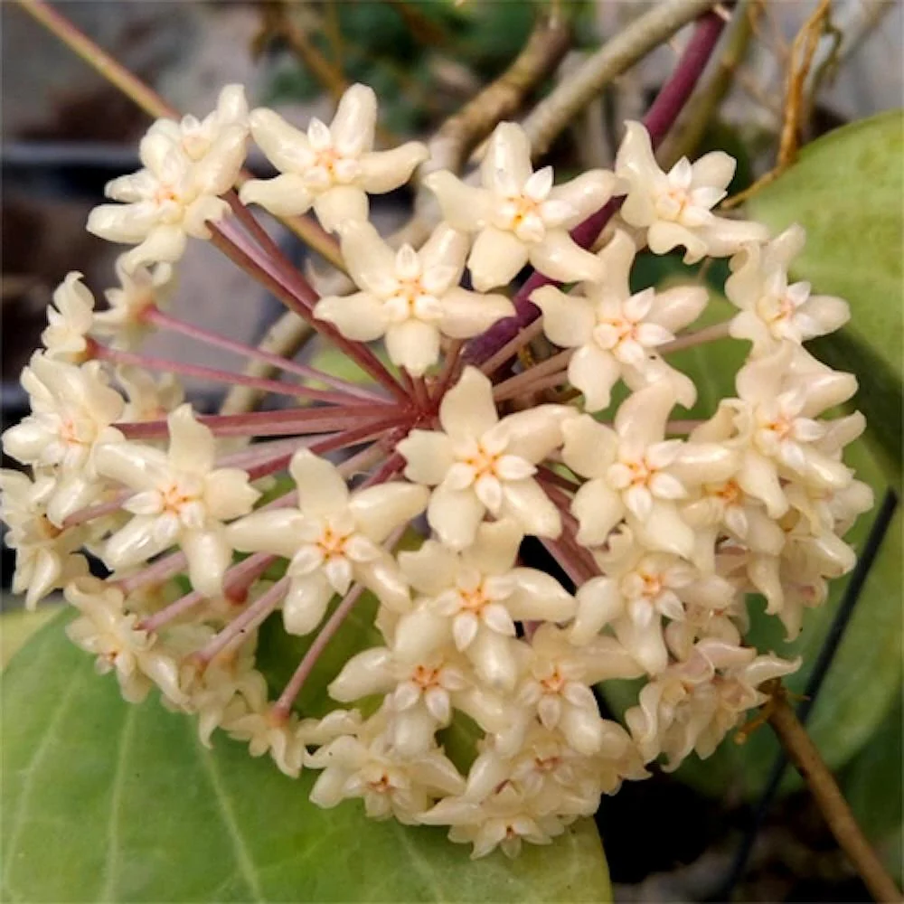 Hoya quinquenervia D12 - full pots!