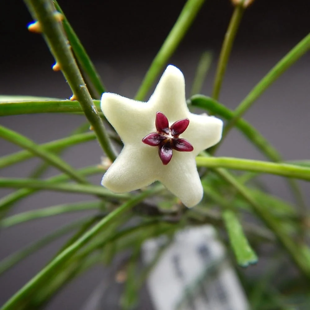 Hoya retusa (Grass Leafed Hoya)