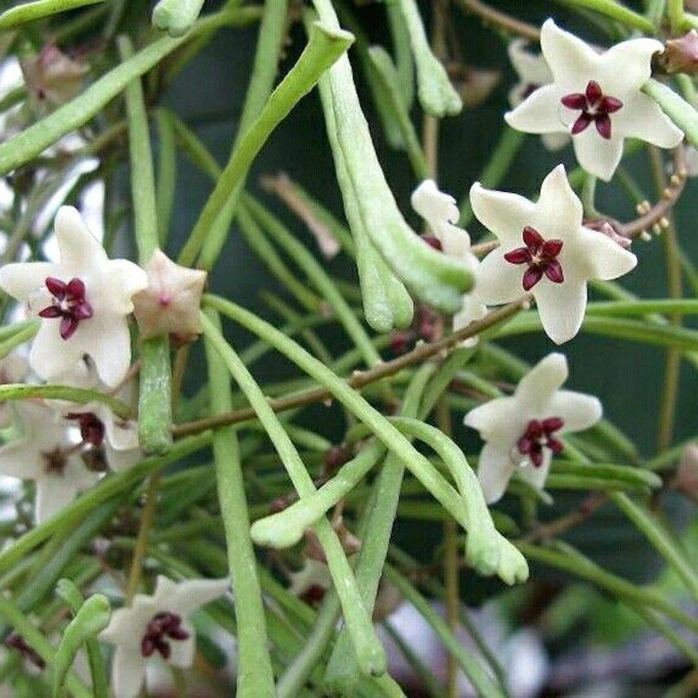 Hoya retusa (Grass Leafed Hoya)