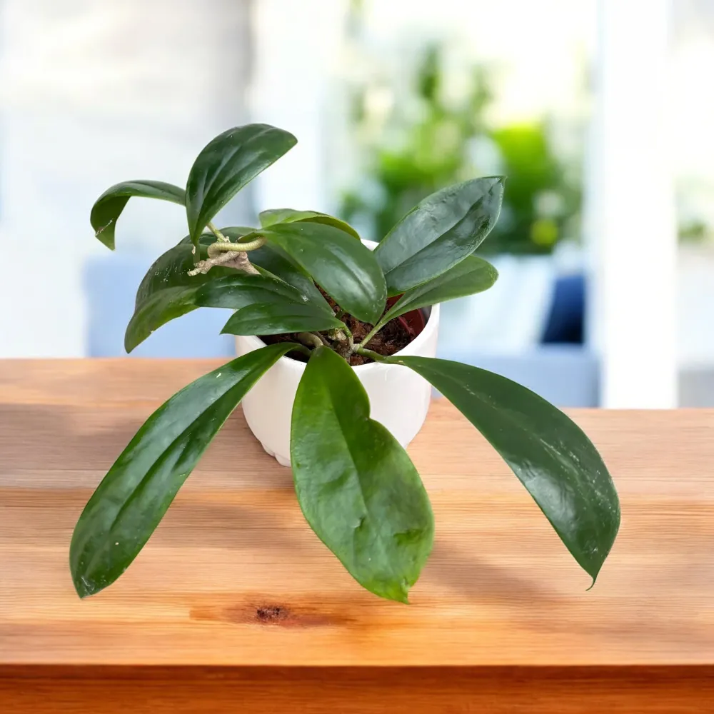 Hoya rosarioae D9