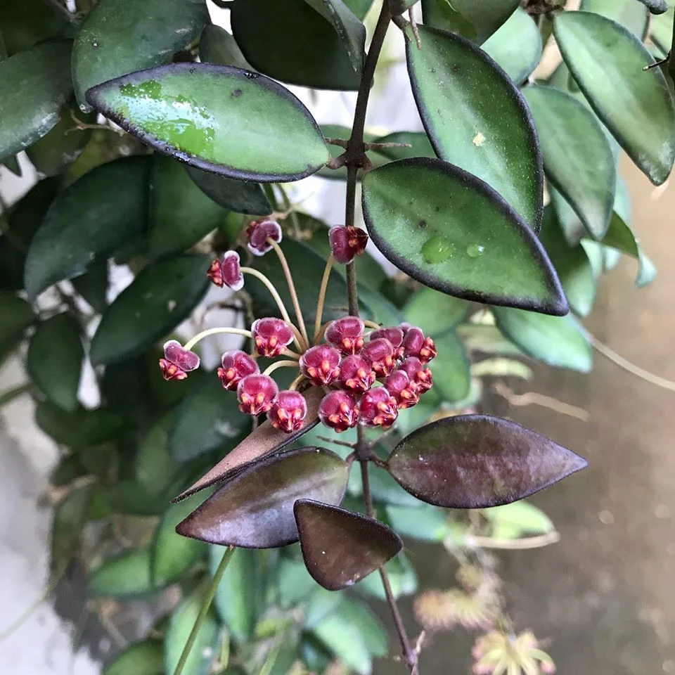 Hoya 'Rosita' D8 - flori parfumate