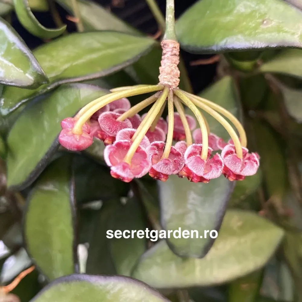 Hoya 'Rosita' D8 - flori parfumate