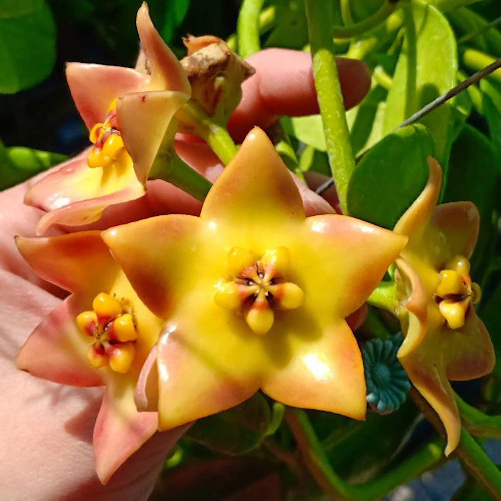 Hoya 'Ruthie' (MM x sussuela) - flori mari, parfumate
