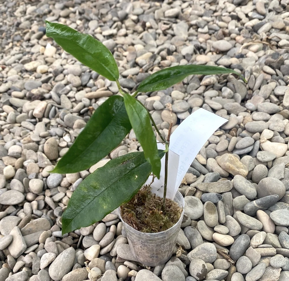 Hoya sammannaniana (EPC 883)