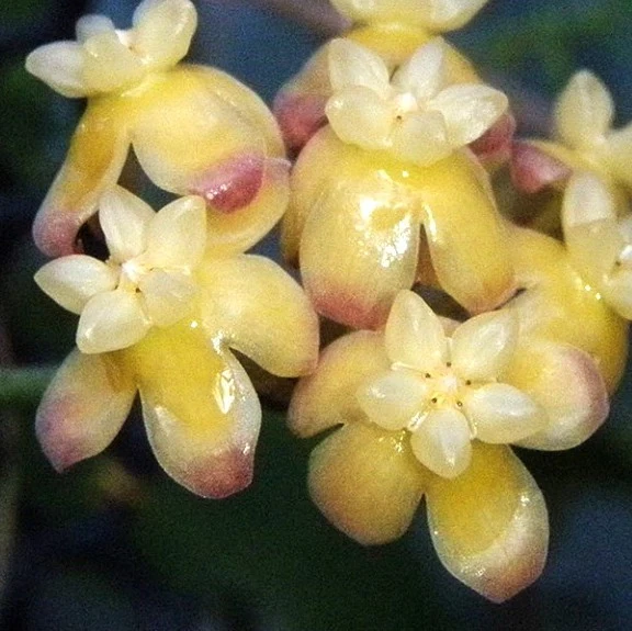 Hoya scortechinii 'Yellow' (Hoya sp. Sabah IPPS 7950)