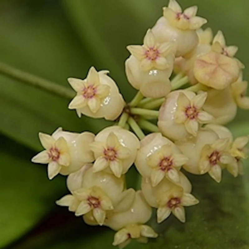 Hoya scortechinii 'Yellow' (Hoya sp. Sabah IPPS 7950)