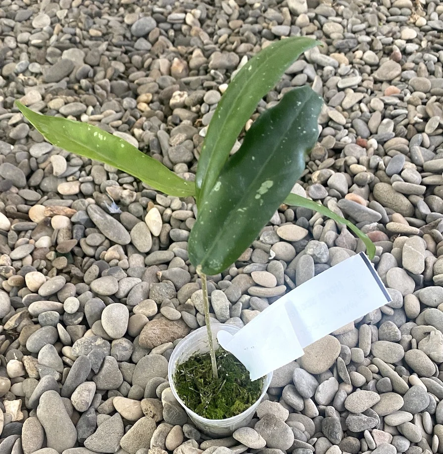 Hoya scortechinii 'Yellow' (Hoya sp. Sabah IPPS 7950)