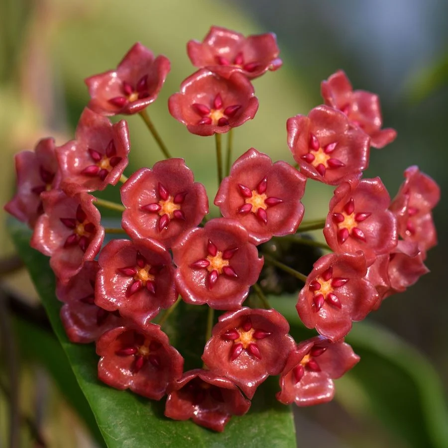 Hoya siariae 'Red' (Hoya blashernaezii ssp. siariae)