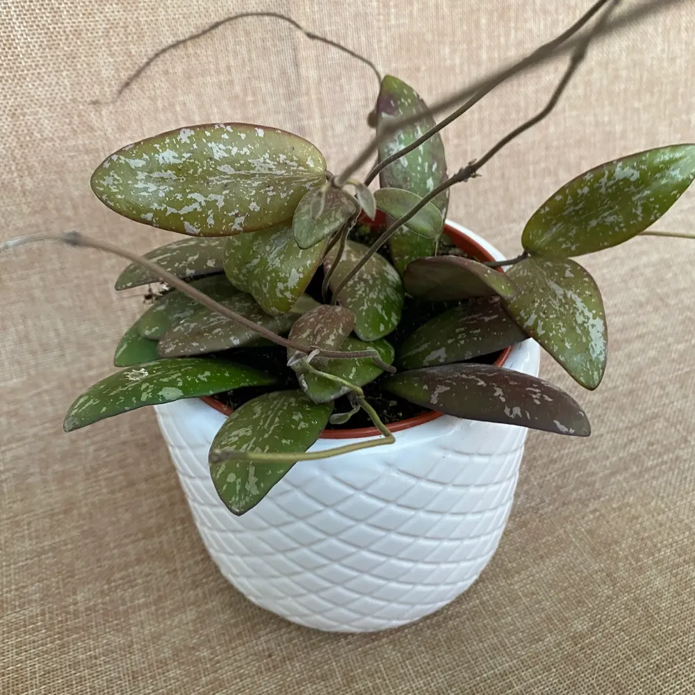 Hoya sigillatis 'Round Leaf' (Wide form, AH001) - full pots