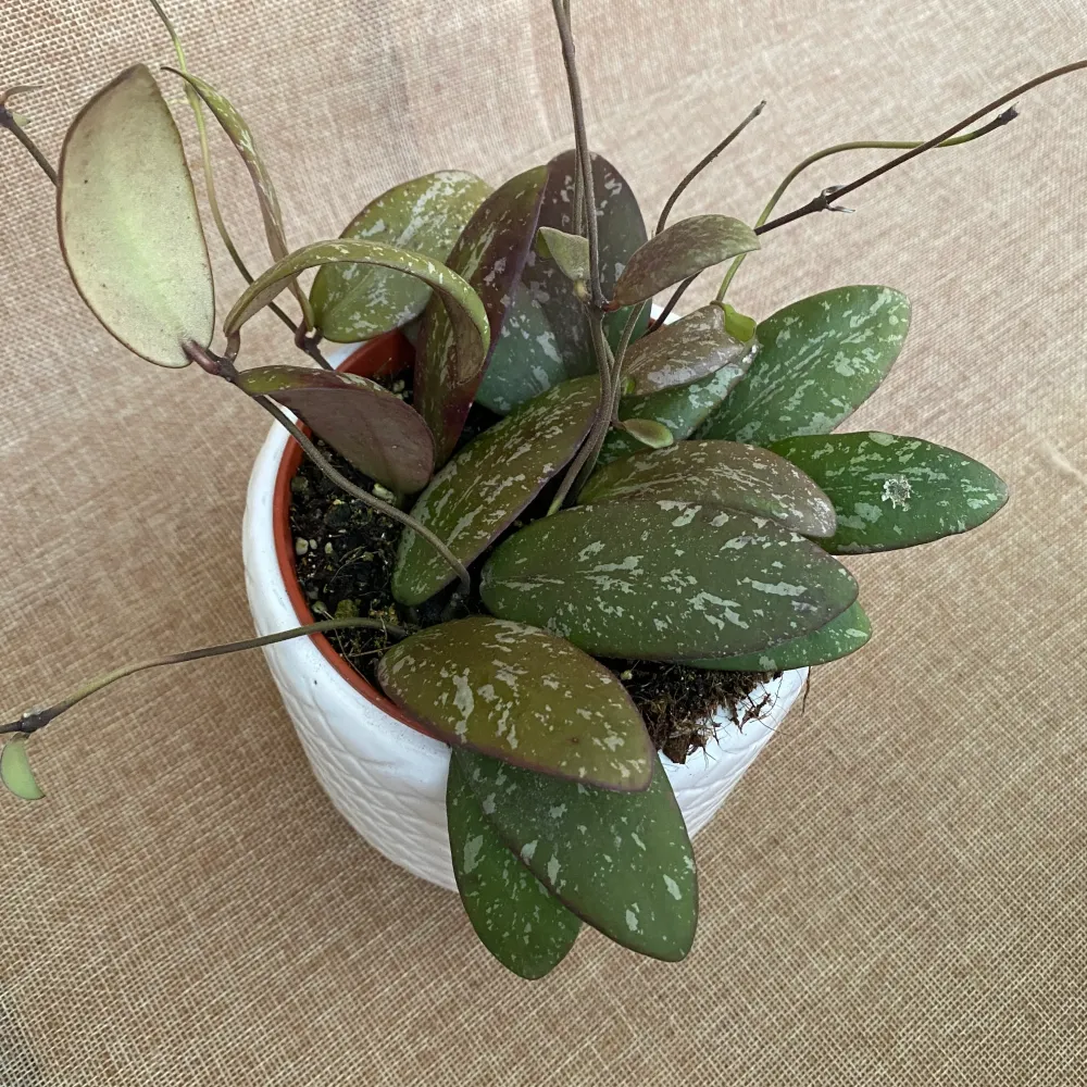 Hoya sigillatis 'Round Leaf' (Wide form, AH001) - full pots