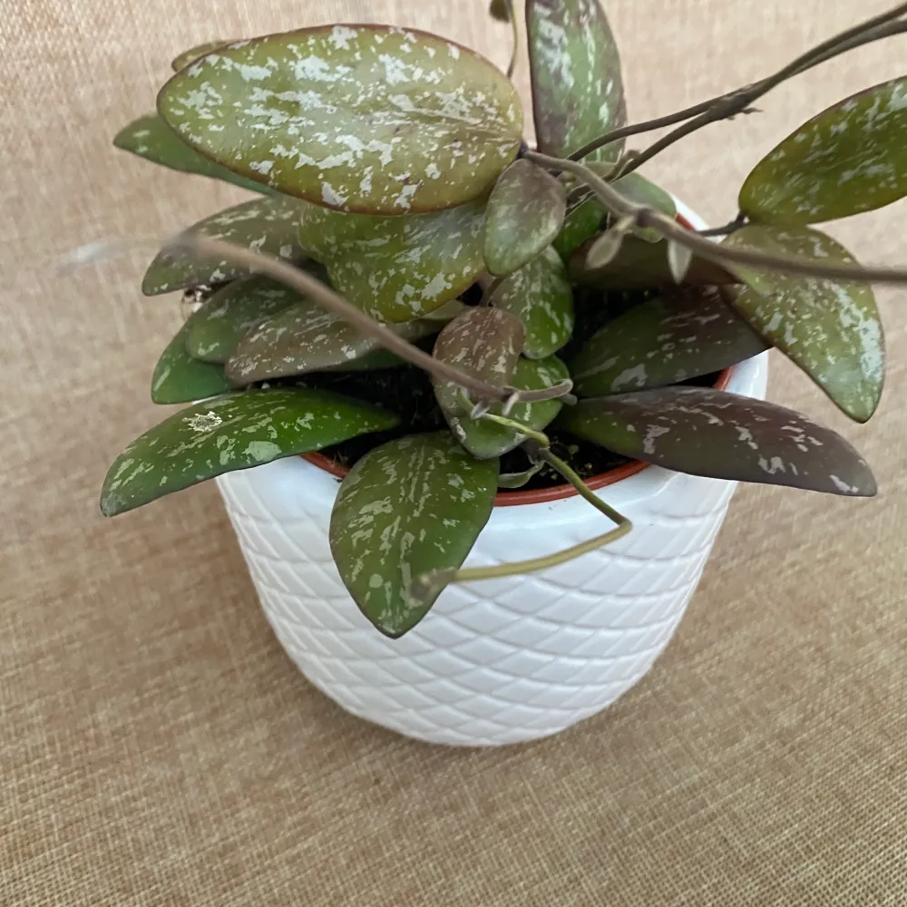 Hoya sigillatis 'Round Leaf' (Wide form, AH001) - full pots