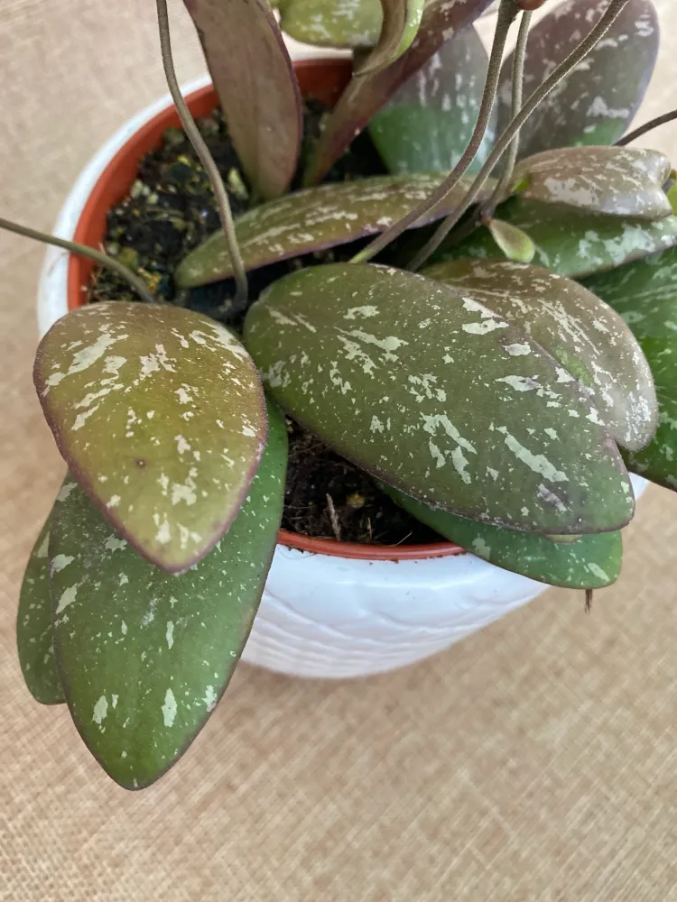 Hoya sigillatis 'Round Leaf' (Wide form, AH001) - full pots