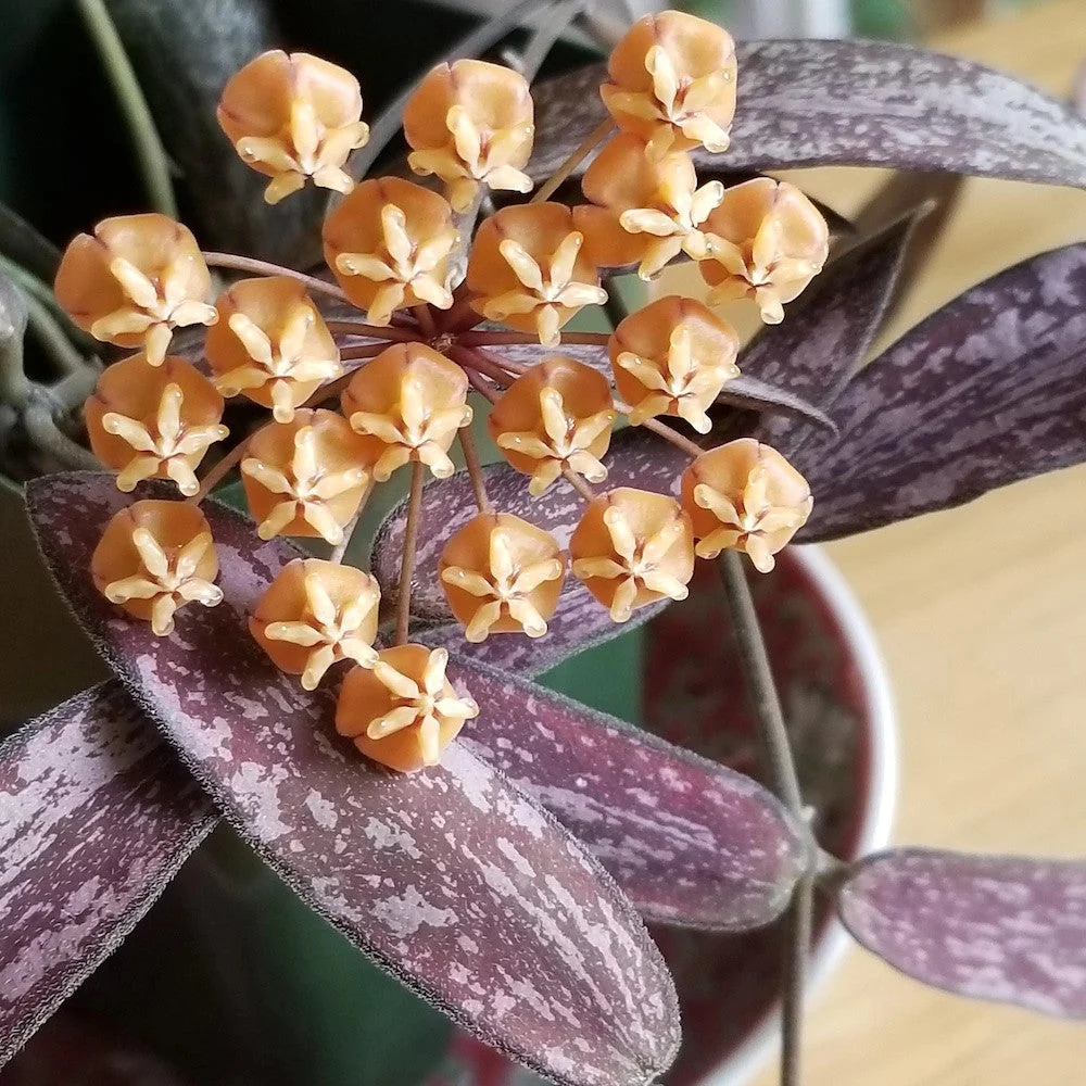 Hoya sigillatis (Taiwan)
