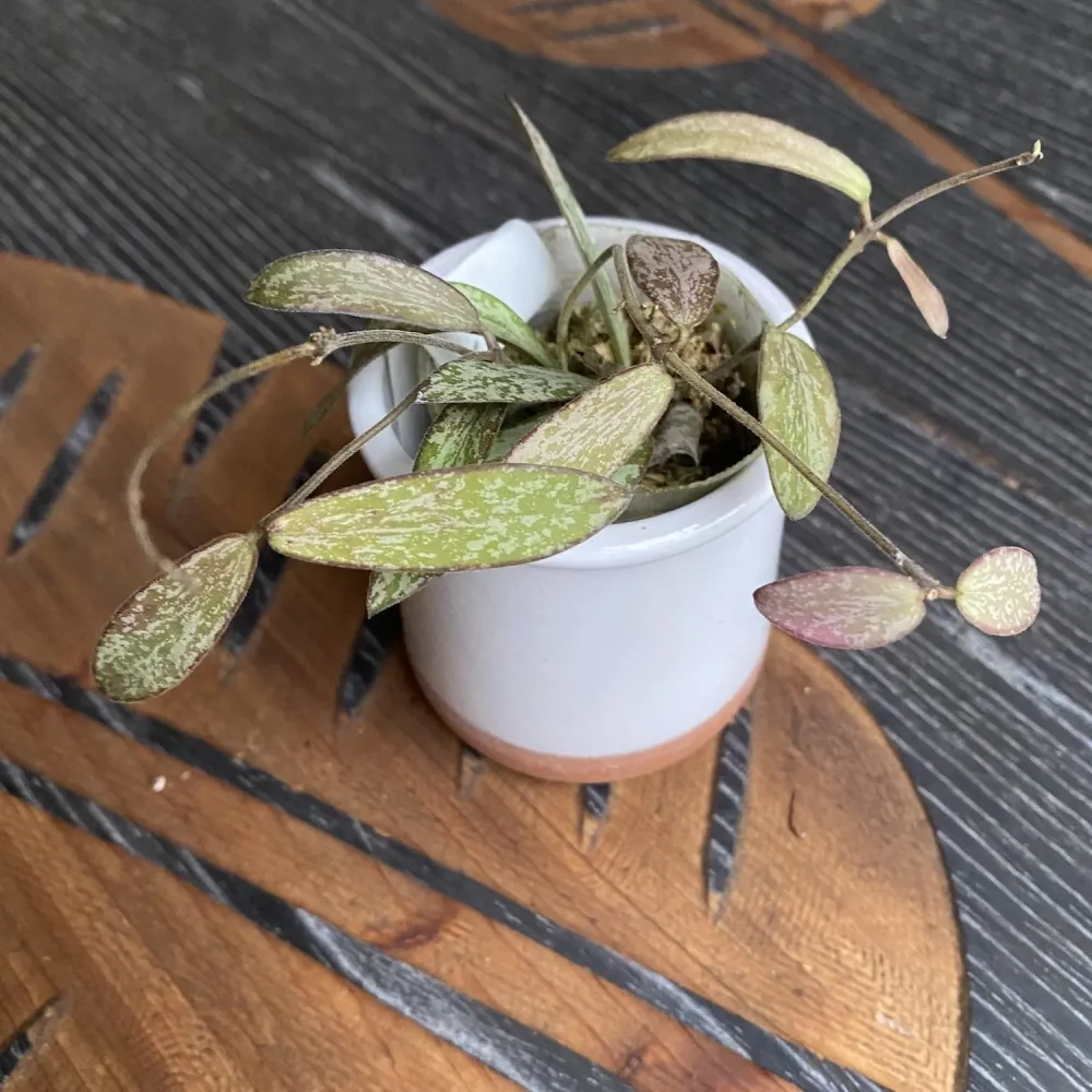 Hoya sigillatis (Taiwan)
