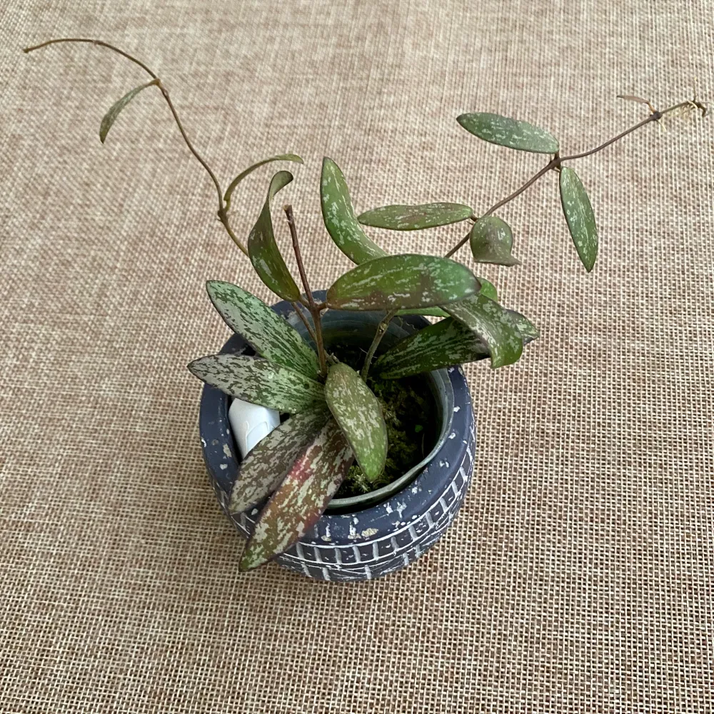 Hoya sigillatis (Taiwan)