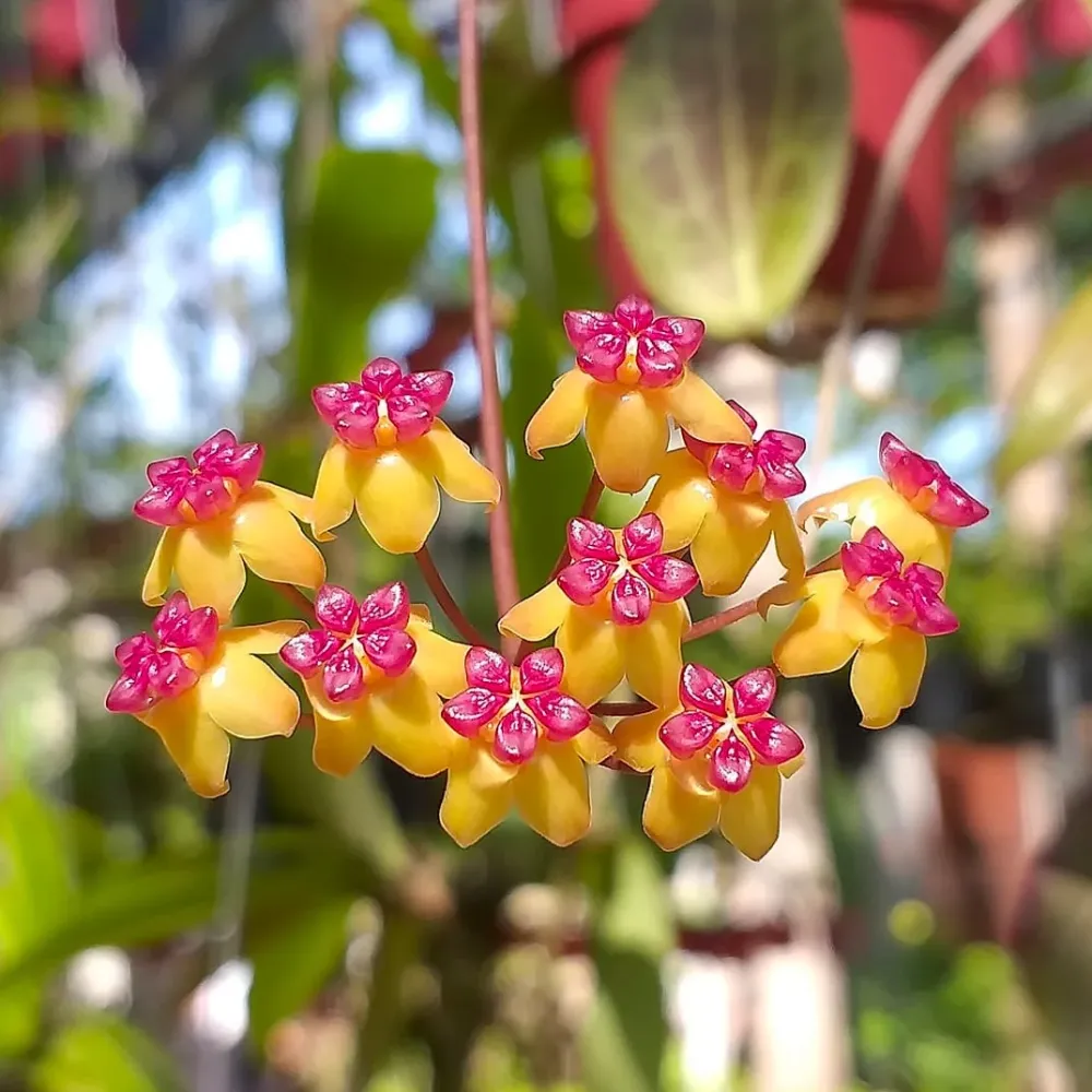 Hoya soligamiana D12 (2-3 plante/ghiveci)
