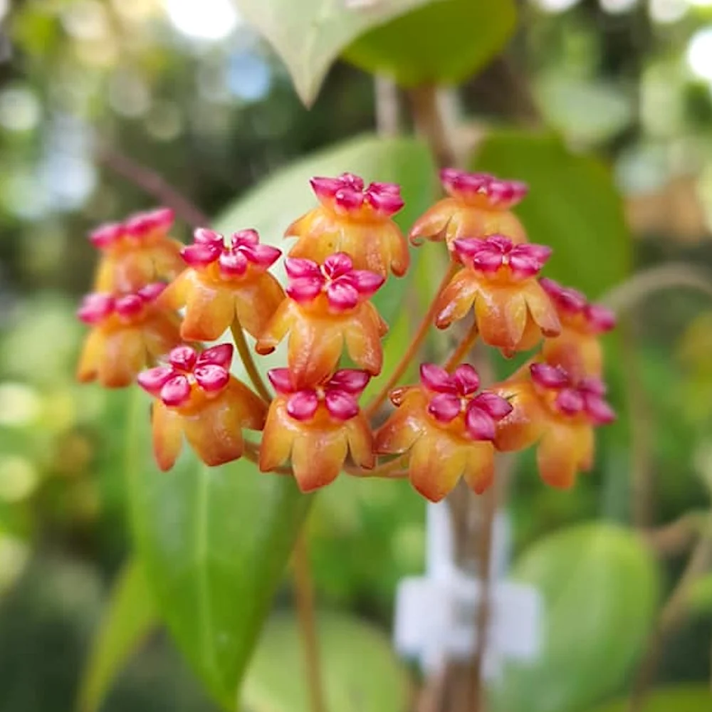 Hoya soligamiana D12 (2-3 plante/ghiveci)