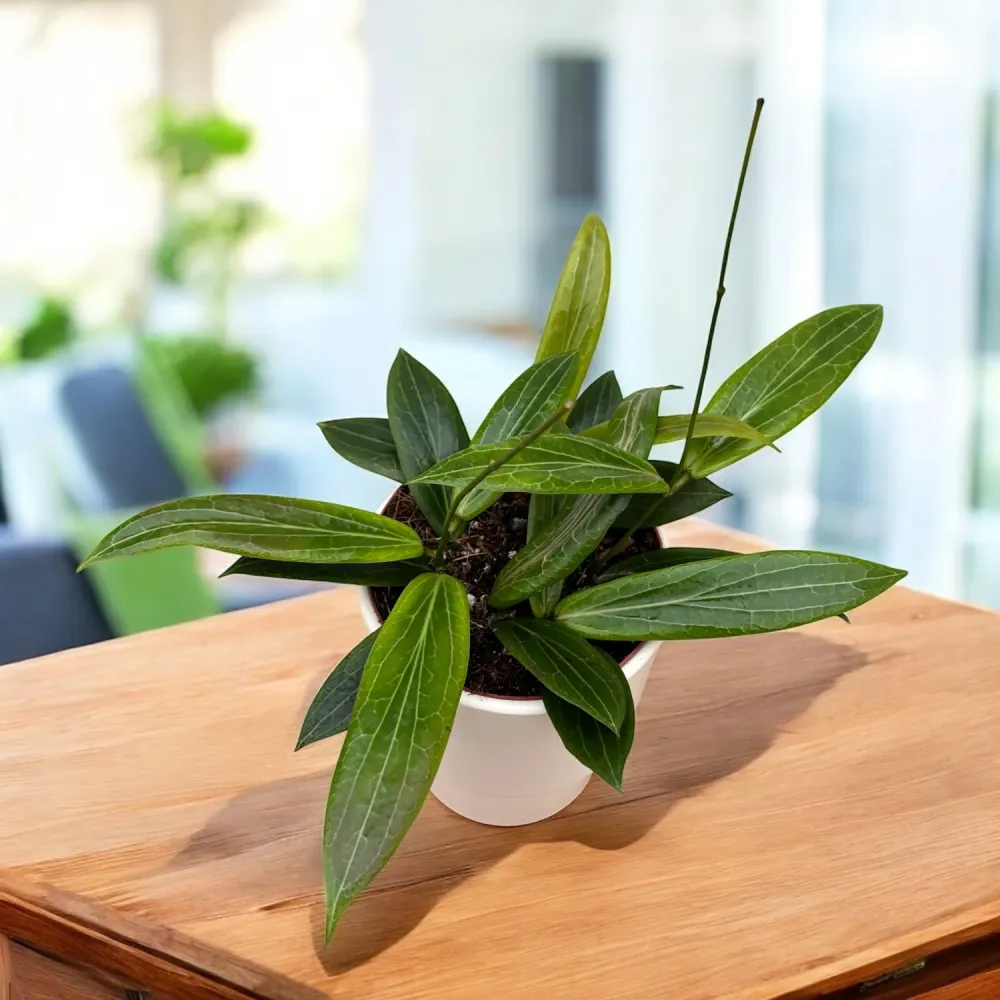 Hoya soligamiana D12 (2-3 plante/ghiveci)