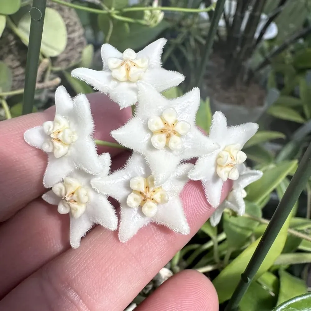 Hoya stoneana (IPPS00132)