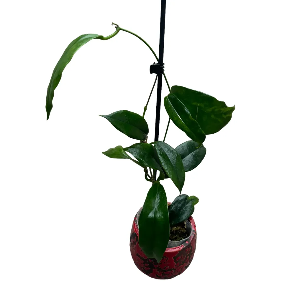 Hoya subcalva