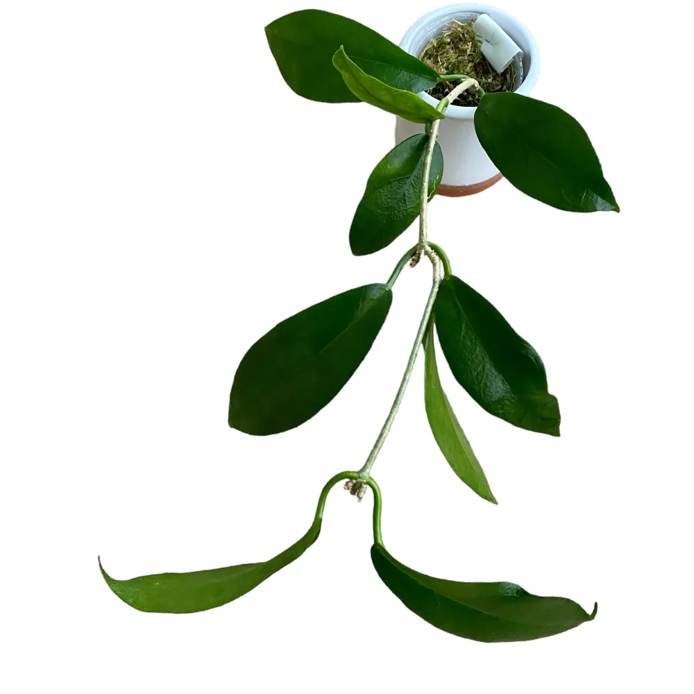 Hoya subcalva