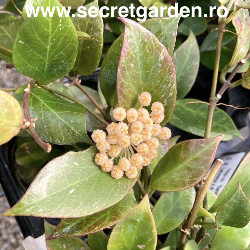 Hoya 'Sunrise' - full pots