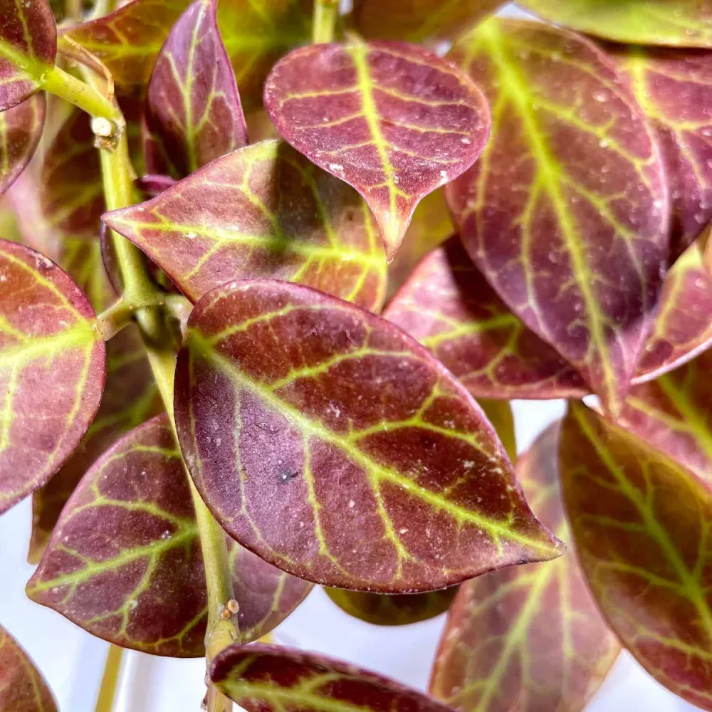 Hoya 'Sunrise' - full pots
