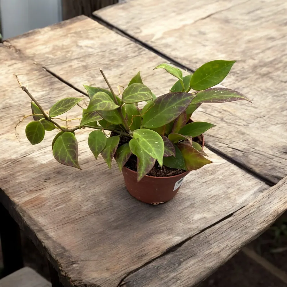 Hoya 'Sunrise' - full pots