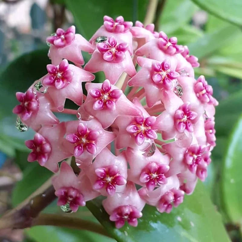 Hoya 'Sweet Scent' parfumata