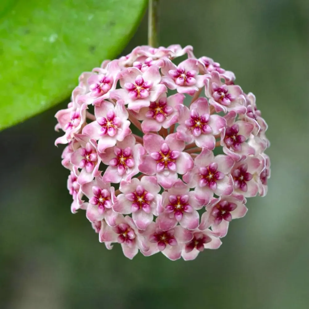 Hoya 'Sweet Scent' parfumata